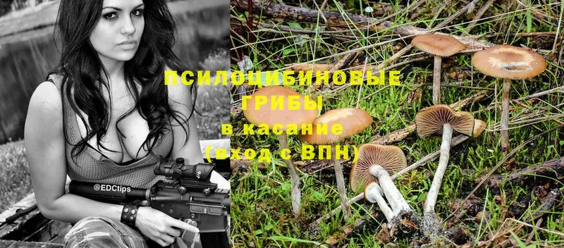 Галлюциногенные грибы Psilocybine cubensis  площадка формула  Торжок 